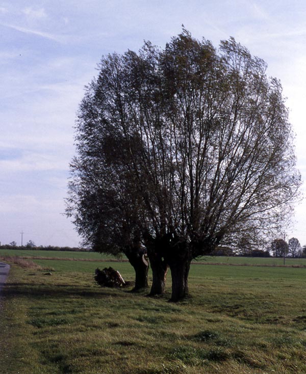 Wierzba (Droga Borkowo - Gorzewo)