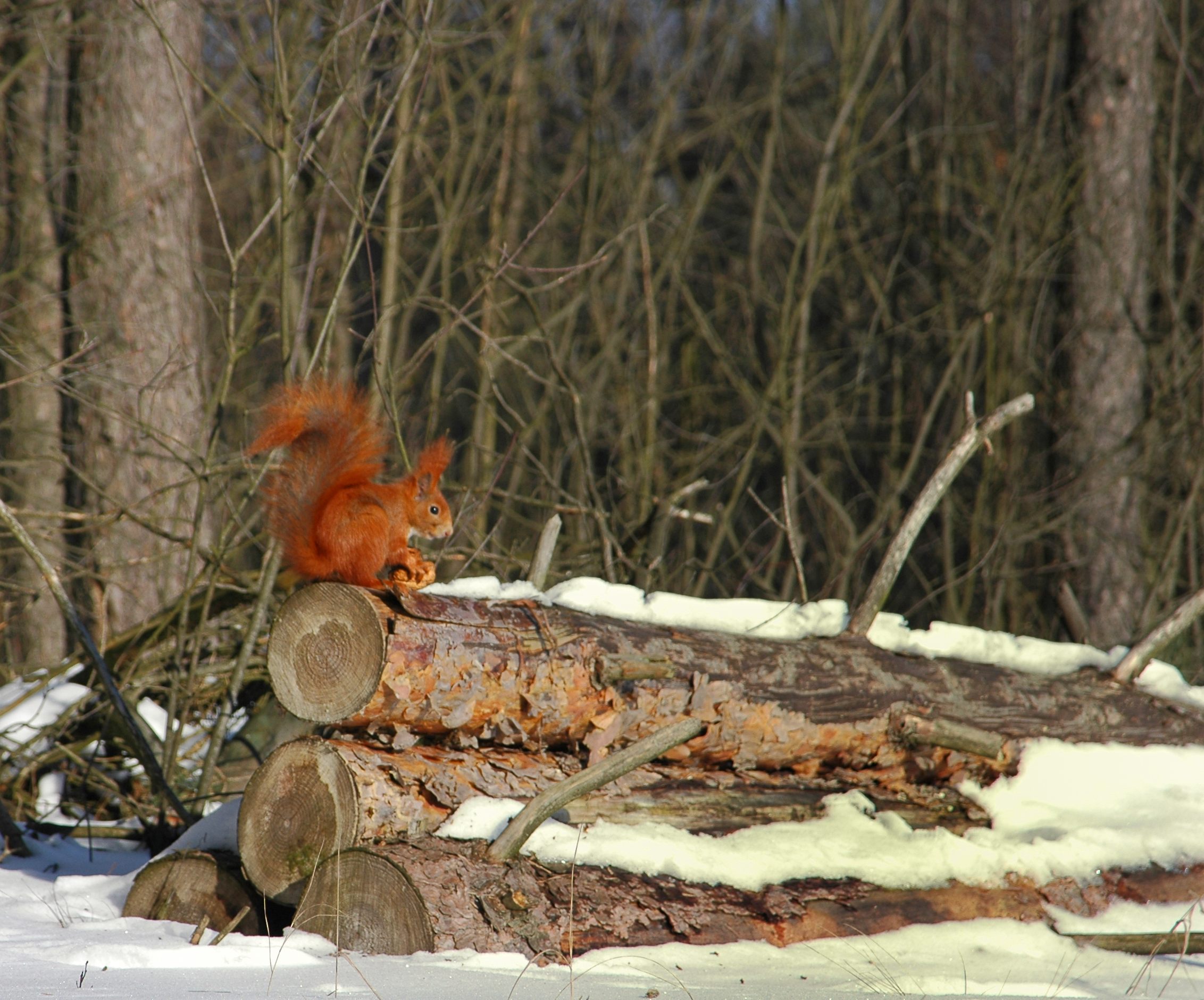 niadanie w lesie, 17.03.2013 r.