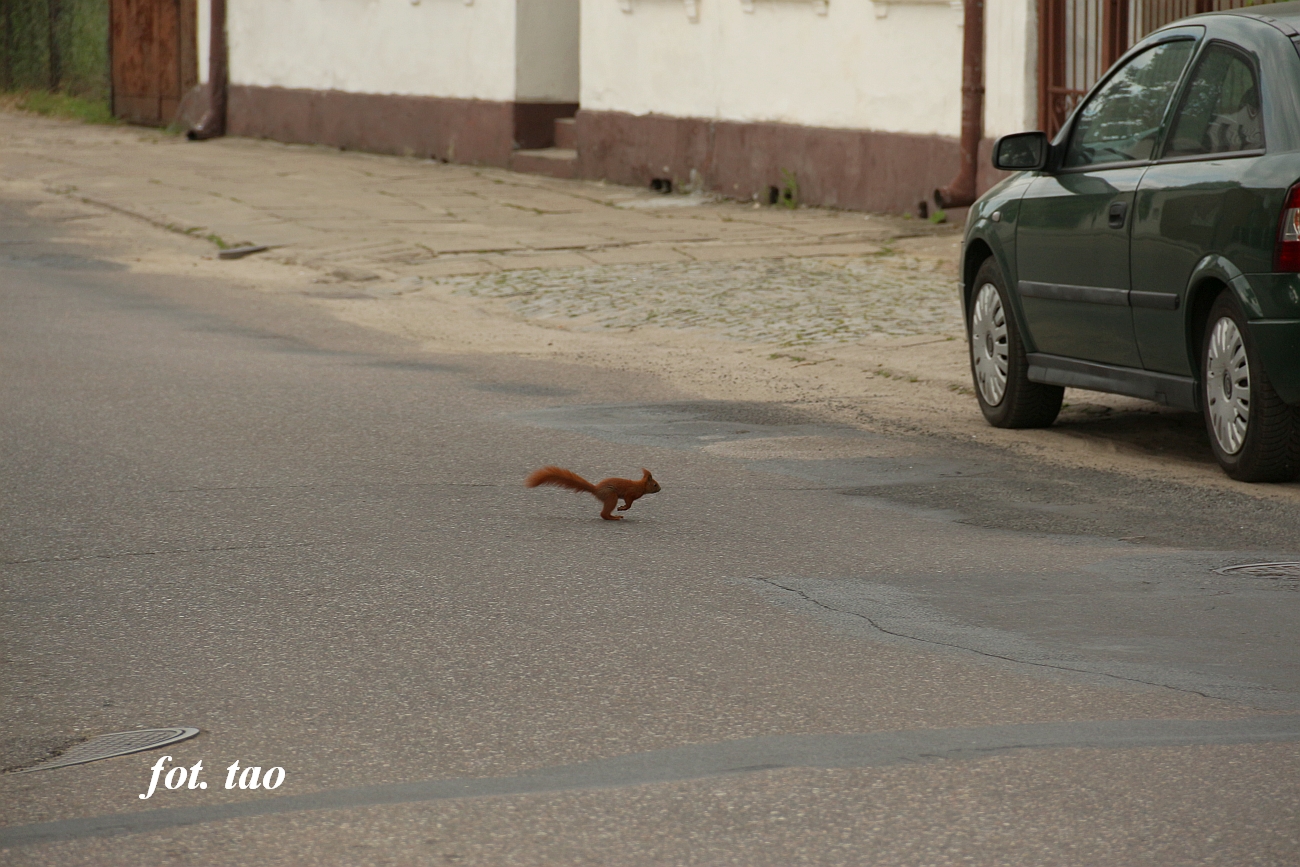 Wiewirka na ul. Wojska Polskiego, 22.06.2013 r.