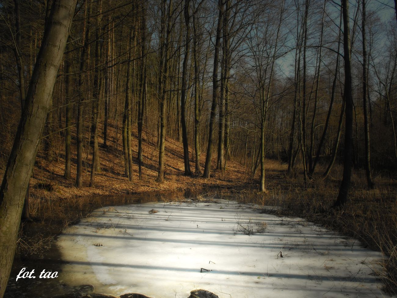 W poszukiwaniu wiosny. Malowniczy las w okolicy Dobaczewa, 26.02.2014 r.