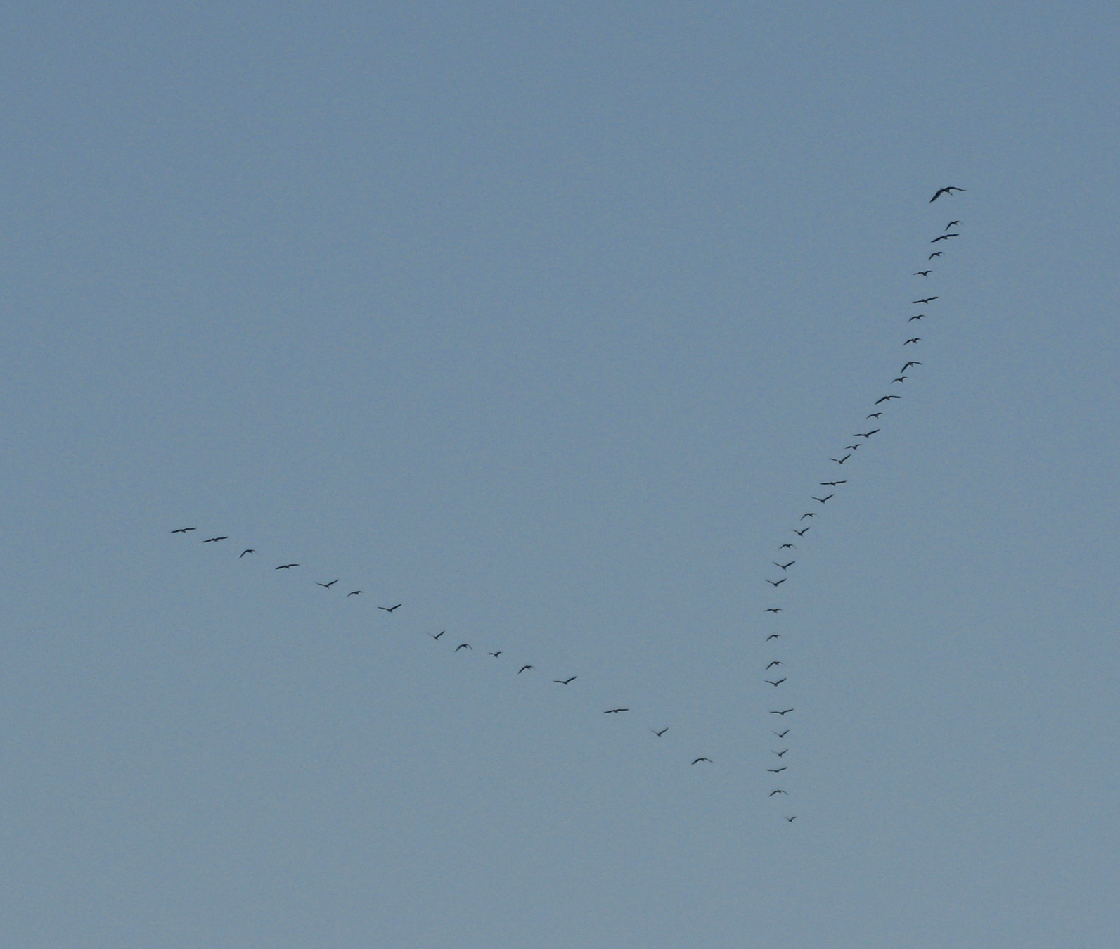 Wiosna wisi w powietrzu. Przelot gsi nad osiedlem Witosa, 17.03.2012 r.