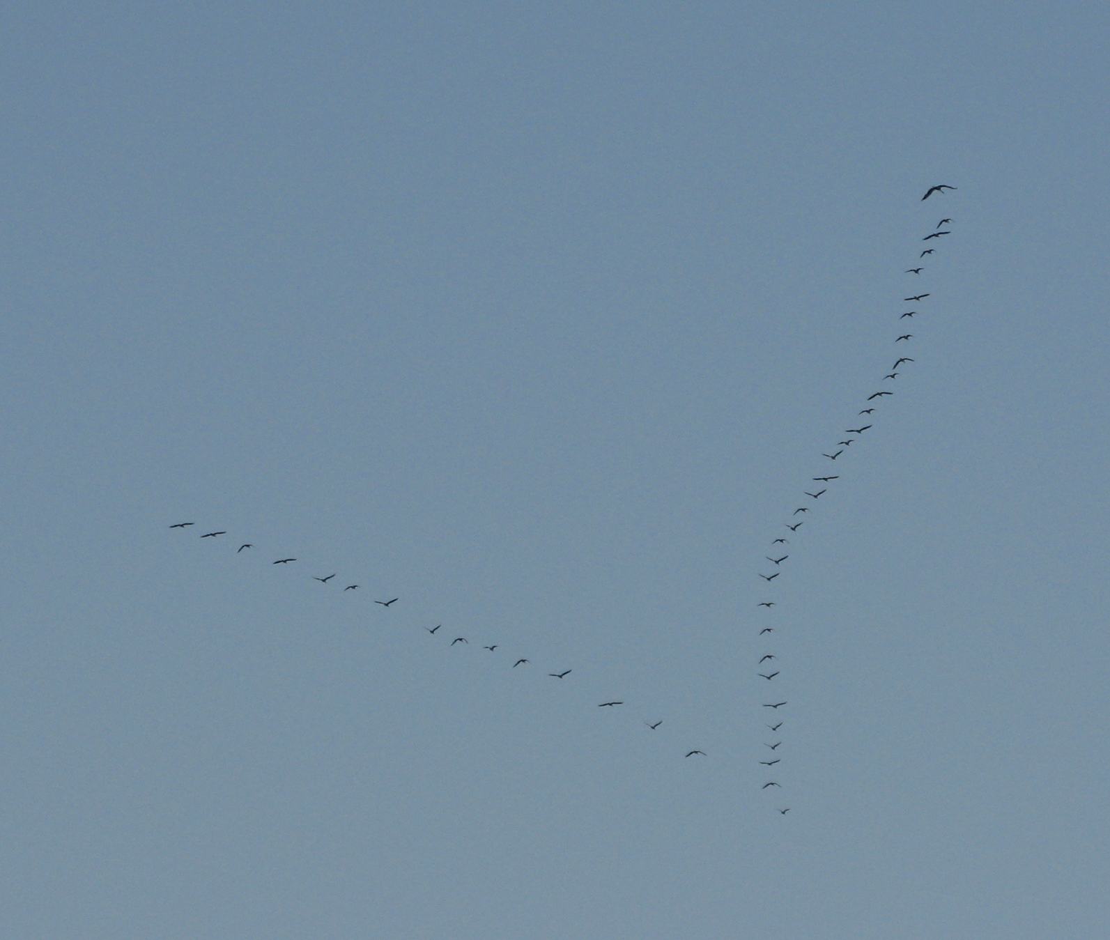 Wiosna wisi w powietrzu. Przelot gsi nad osiedlem Witosa, 17.03.2012 r.