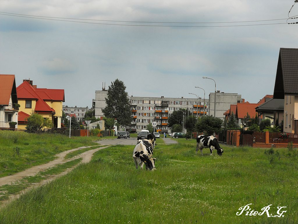 Ulica Wsplna, dalej osiedle przy ulicy Jana Pawa II, 20.06.2010 r.