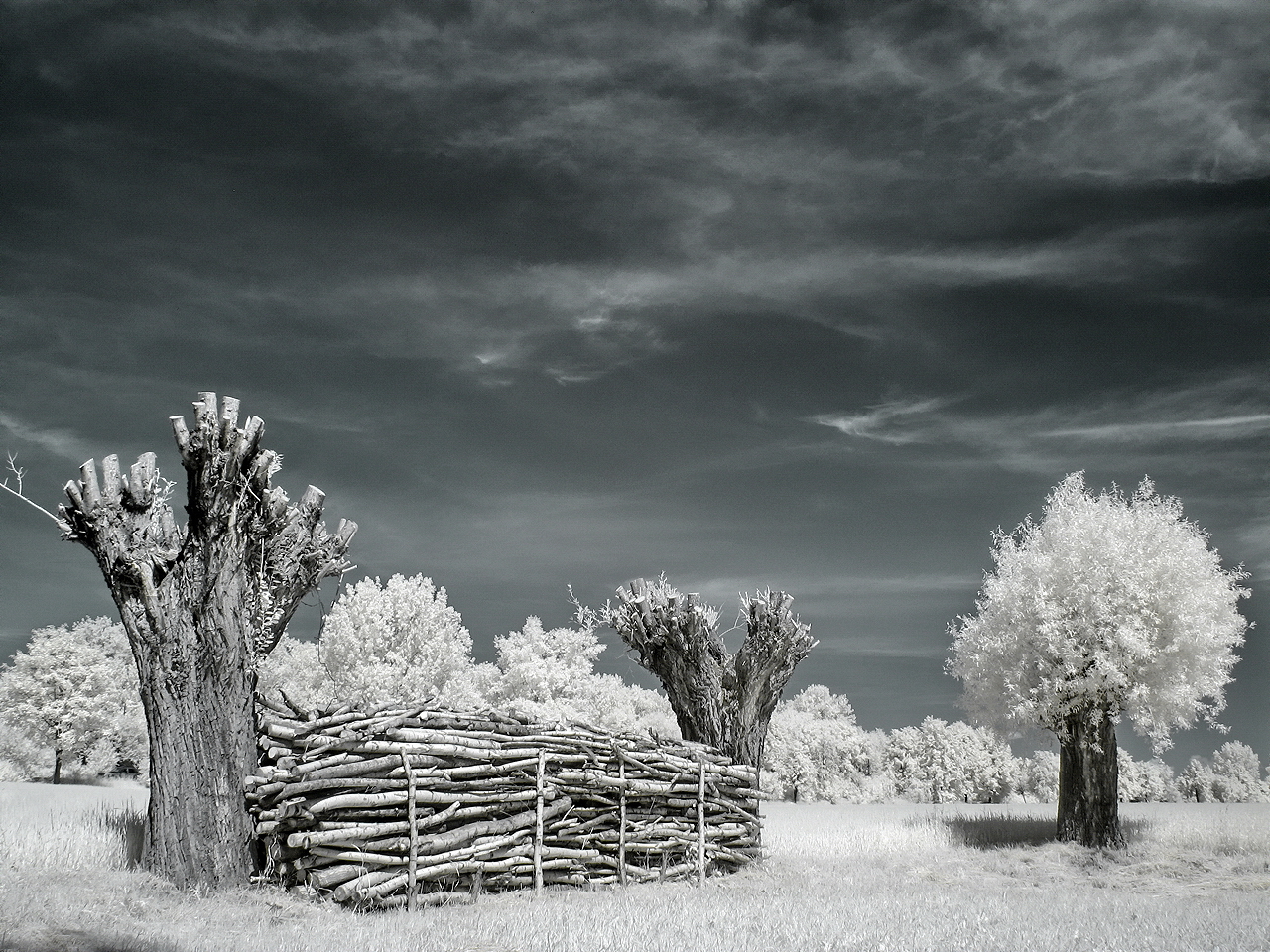 Wierzby w podczerwieni (IR), czerwiec 2012 r.