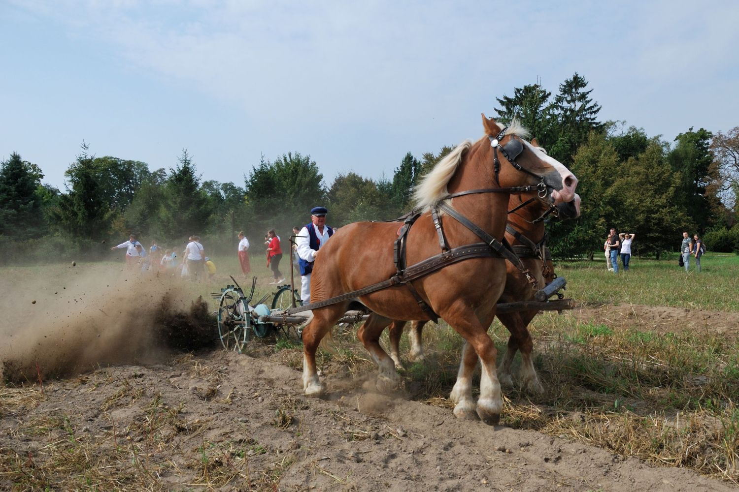 Wykopki w skansenie, 2.09.2018 r.