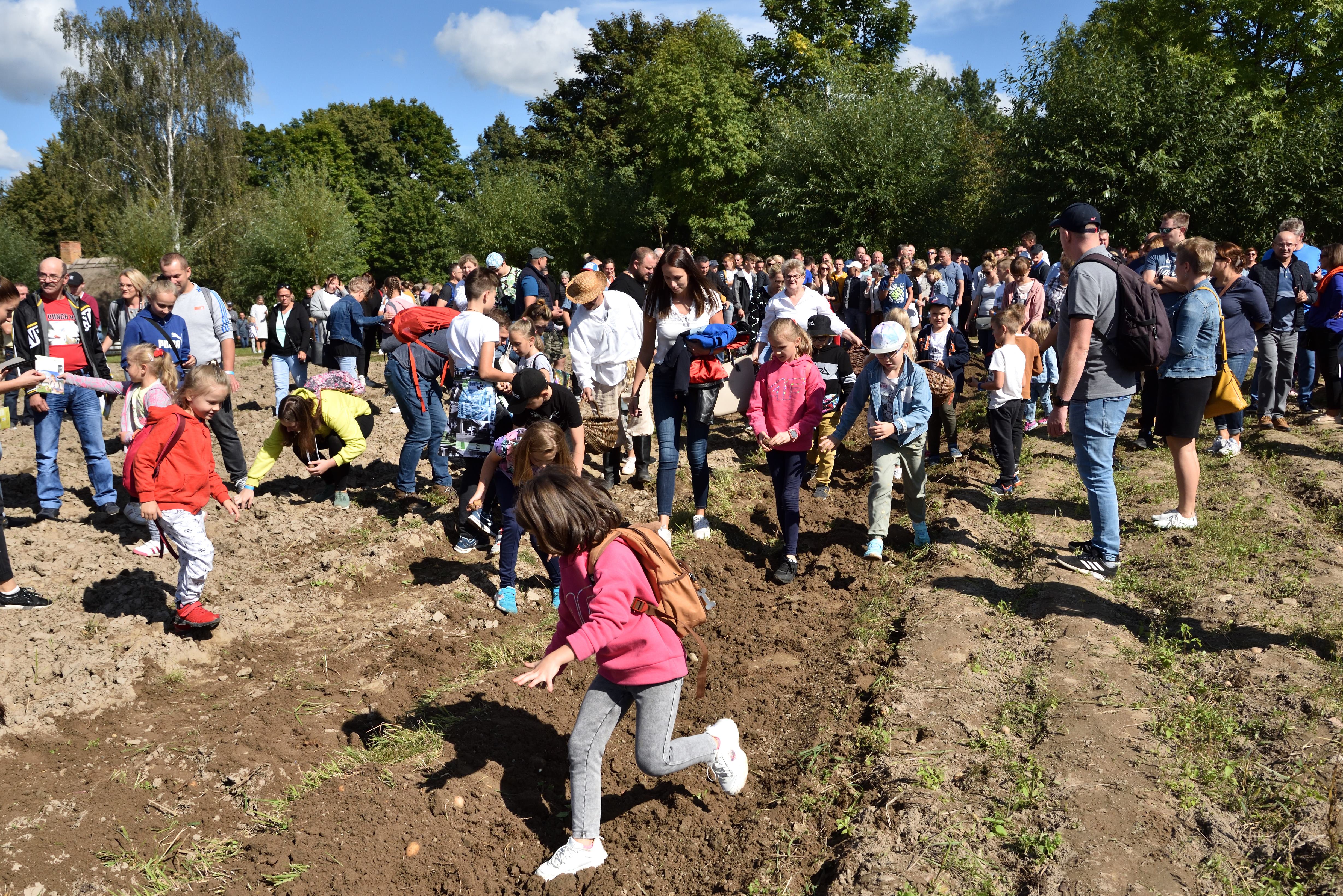 Wykopki w skansenie, 5 wrzenia 2021 r.