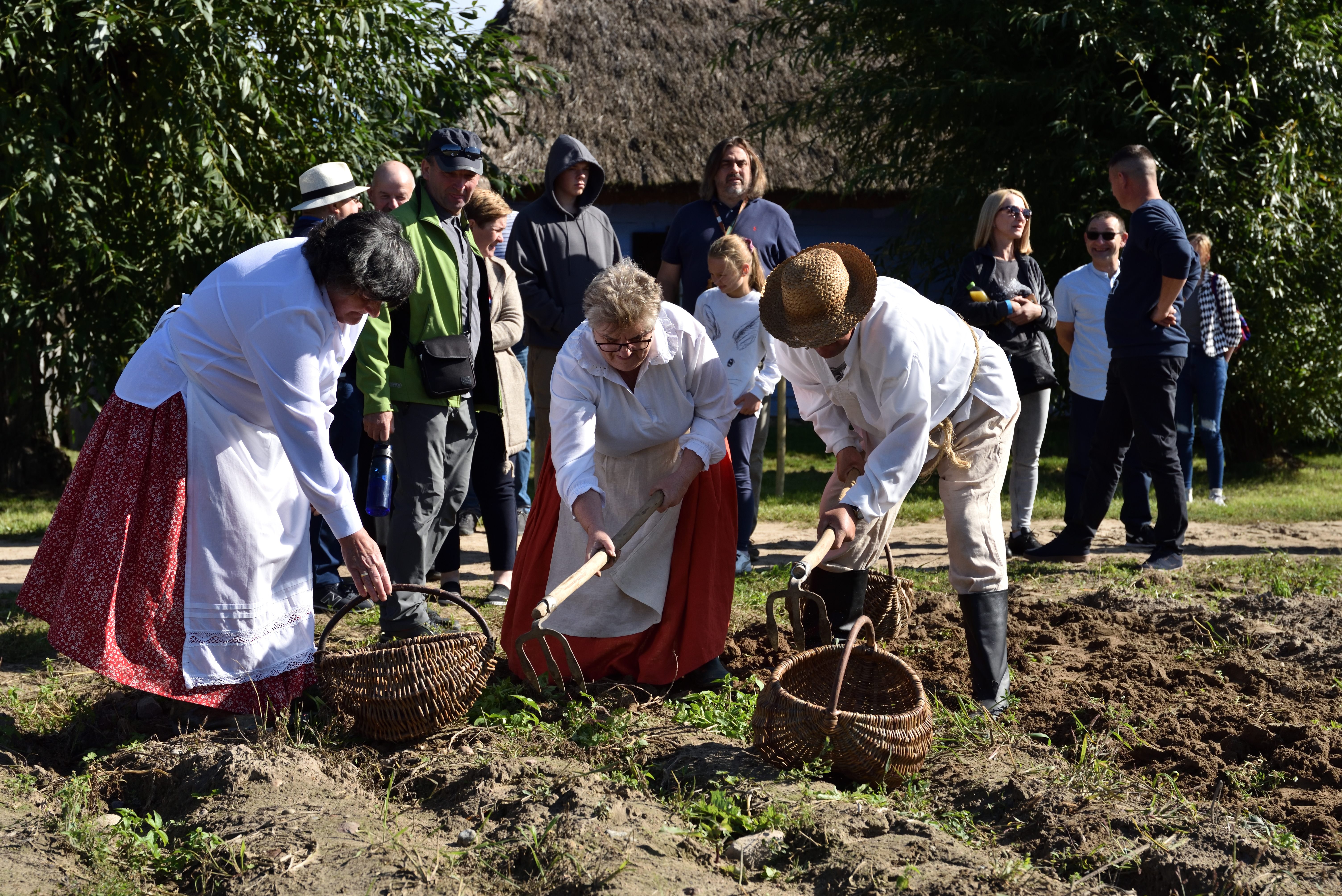 Wykopki w skansenie, 5 wrzenia 2021 r.