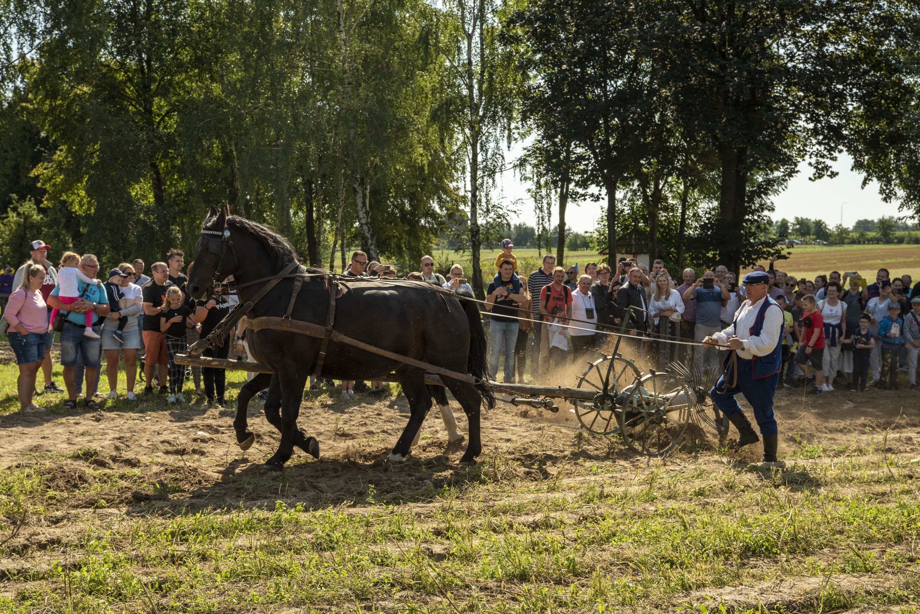 Wykopki w skansenie, 4.09.2022 r.