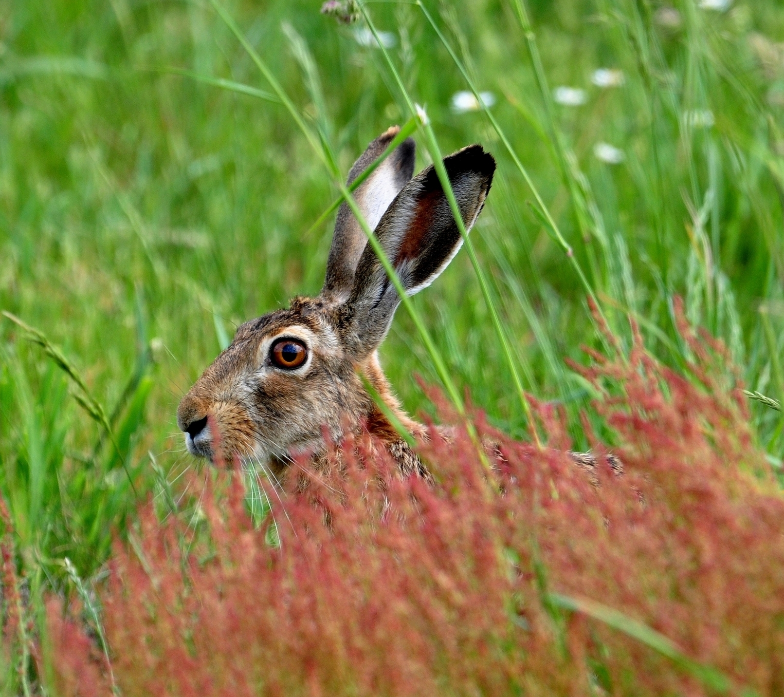 Dolina Sierpienicy. Odpoczywajcy zajczek nad brzegiem rzeki, 31.05.2012 r.