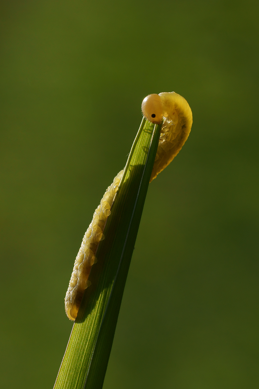 elek godomorek, maj 2011 r.